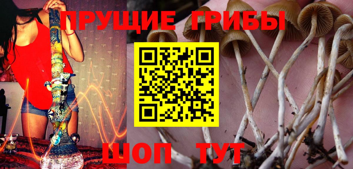 купить наркоту  Псилоцибиновые грибы GOLDEN TEACHER  Вход с VPN  Нарткала 